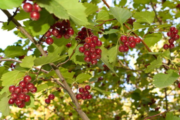 Obraz premium red berries 