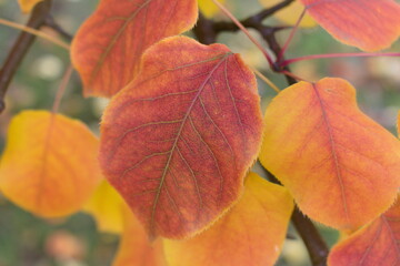 Obraz premium red autumn leaves