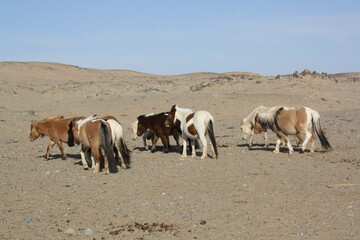 The Mongolian Takhi (Przewalski) horses in the barren Gobi Desert, Chuun Bogd valley in Umnugovi...