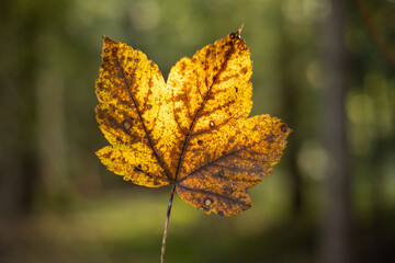 Colorful autumn maple leaf, outdoor shot, shallow depth of field, no people.