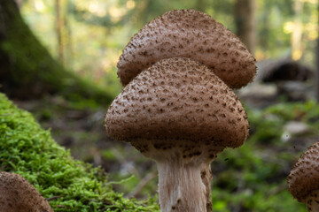 Wild autumn mushrooms growing in the forest in Europe in October. Close up shot, no people