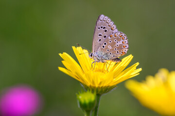 Polyommatus bellargus - the Adonis blue on the ox-eye - Buphthalmum salicifolium
