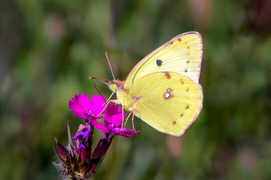 Colias hyale - the pale clouded yellow on Carthusian pink - Dianthus carthusianorum