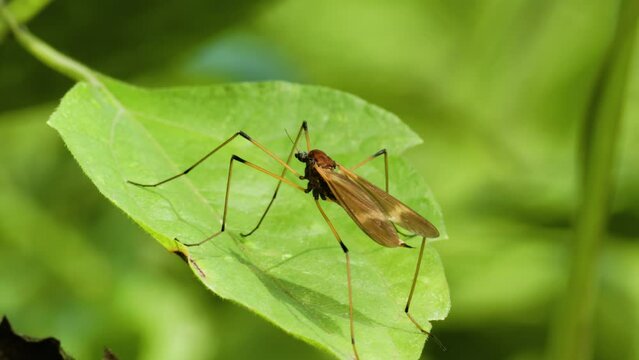 A Cecidomyiidae known as gall midges or gall gnats perched on a green leaf surface, Cecidomyiidae is a family of flies