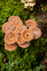 Wild autumn mushrooms growing in the forest in Europe in October. Close up shot, no people