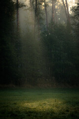 Obraz premium morning in the forest