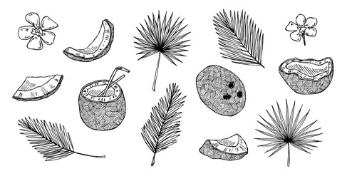 Set of coconut cliparts. Hand drawn nut icon. Tropical illustration. For print, web, design, decor