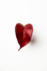 Autumn red leaf in shape of heart.