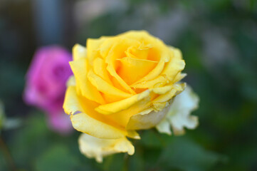 blooming yellow rose in the garden