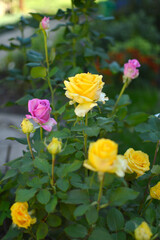 colorful blooming roses growing in the garden
