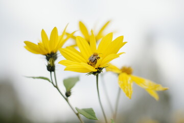 kwiatyn i owady jesień żółte jesienne polne słoneczniki i pszczoła - obrazy, fototapety, plakaty