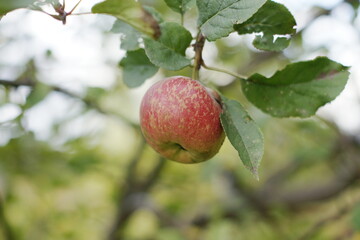 owoce soczyste jędrne smaczne jabłka jesienny zbiory w sadzie owocowym