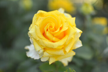 blooming yellow rose in the garden