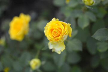 blooming yellow rose in the garden
