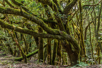 La Gomera pristine forest trees landscape Canary Islands