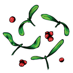 Hand drawn Christmas and New Year clipart. Mistletoe twigs with berries. Holiday illustration