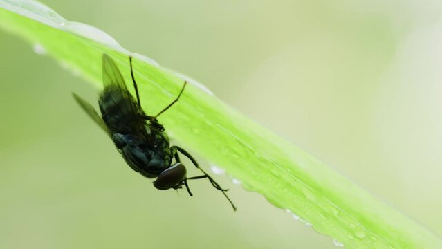 A black striped fly is perched on the surface of a green leaf that sways in the wind