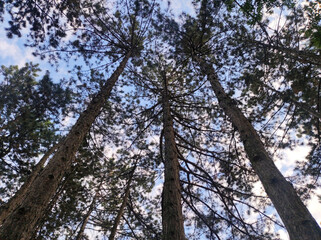 tall trunks of pine trees growing in the forest