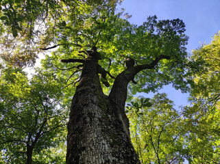 Fototapeta premium tall green oak tree growing in the forest