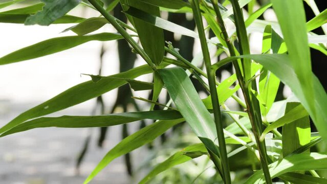 A group of ginger plants whose green stems and leaves sway in the wind