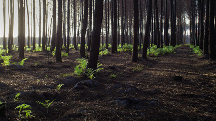 Forêt calcinée des Landes de Gascogne, après le passage des incendies de l'été 2022, en Gironde, à proximité de Landiras.  Des fougères repoussent déjà