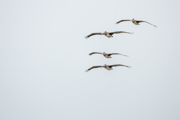 Pelicans flying over San Francisco Bay, fog, California, USA