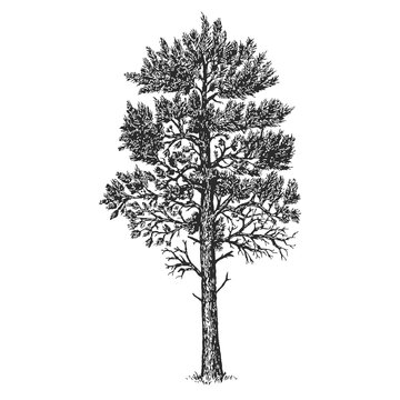 Vector hand drawn pine in sketch style isolated on white background. Monochrome tall evergreen tree. Vintage artistic design art illustration.
