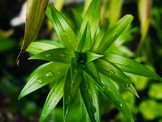 close up of green leaves