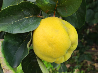 ripe yellow quince on the branch close up