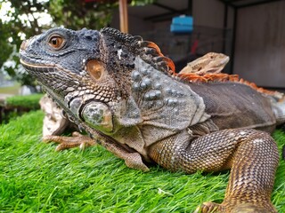 iguana with orange color and baby iguana