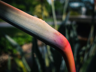 Bird of paradise flower