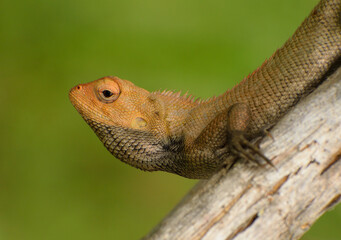 Closeup of a lizard.
