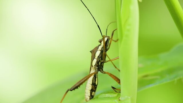 A Rice ear bug is perching on the surface of a green leaf that sways in the wind