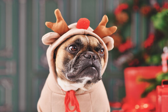 Portrait of French Bulldog dog wearing Christmas hoodie with reindeer antlers
