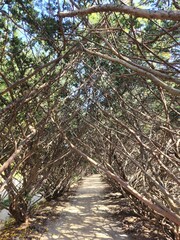 arch of branches without leaves