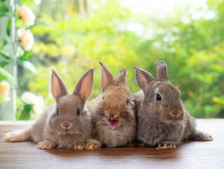 Group of brown and gray rabbit sitting on wooden floor with green nature background. Lovely three baby rabbit.