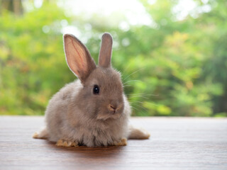 Baby gray rabbit sitting on wooden floor with green nature background.