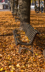 Leaf covered bench in an alley a colorful autumn day in Stockholm
