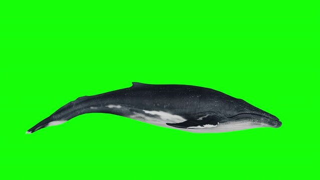a whale swimming on a green background. 3d animation of a whale