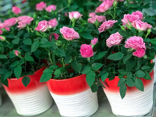 Roses in the Flowerpots. Natural Light Selective Focus