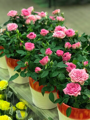 Obraz na płótnie Canvas Roses in the Flowerpots. Natural Light Selective Focus