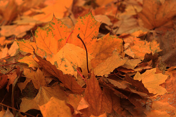 Autumn orange fallen leaves on the pavement	
