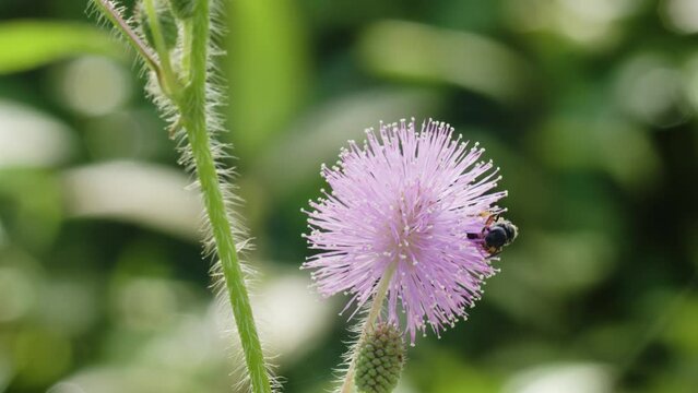 Shame Plant flowers that are round pink in bloom are visited by bees who want to find honey