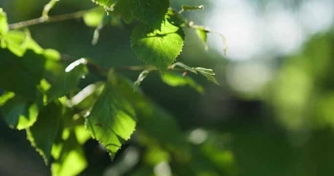 Sunny birch tree leaves in the wind with green foliage. Blurry background, close-up.