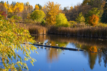 Tranquil pond in fall with a flock of Canada geese