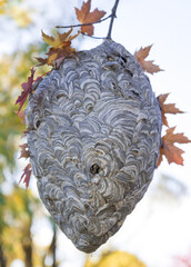 Large wasp nest hanging from a tree branch