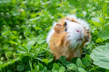 cute adult guinea pig with long hair runs through a meadow with white clover and eats fresh grass...