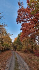 Obraz premium autumn in the forest