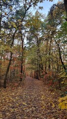 path in autumn forest