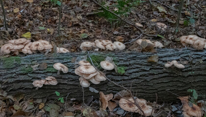 Pilze auf einem vermoderten Baumstamm im Nationalpark Müritz